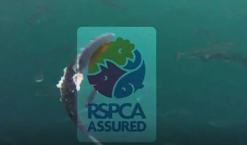 Le immagini choc: cosa fanno i salmoni zombie