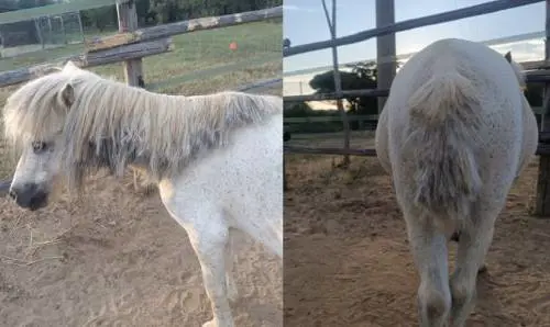 Violenza su Pepe, il pony per la pet therapy e amico dei bambini