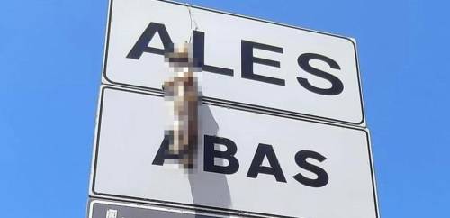 Volpe impiccata a un cartello stradale: l'orrore in Sardegna