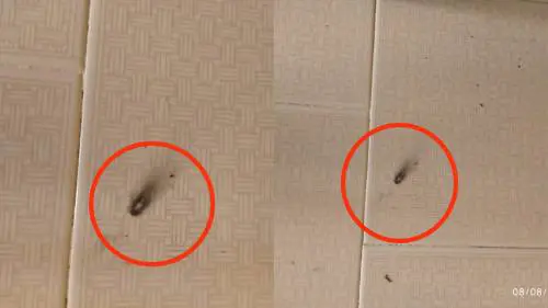 I due petardi esplosi dai truffatori in casa del 78enne