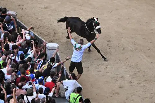 Palio di Siena, vince contrada dell'Oca con cavallo "scosso"