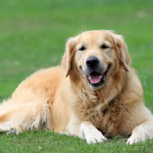 Al bar chiedono 1,50 per fare bere il cane. Ma stavolta c'è chi li difende