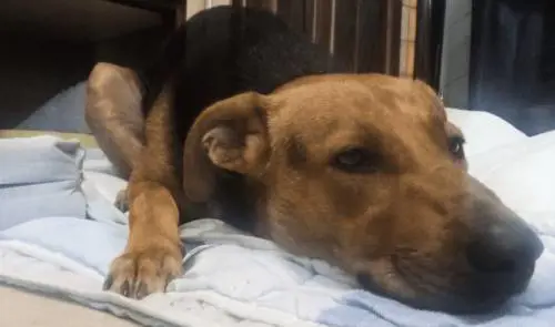 "Voleva giocare con loro": cane massacrato di botte e accoltellato da un gruppo di ragazzini