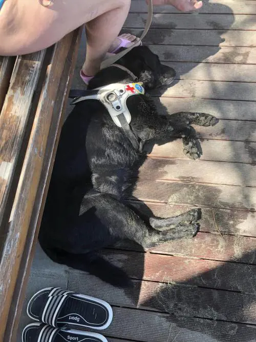 Aggredita in spiaggia per il suo cane guida: la denuncia di una donna non vedente