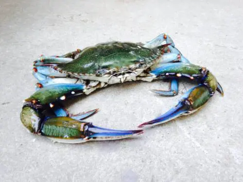 Granchio Blu, combattiamo l'invasione a tavola: ecco come cucinarlo
