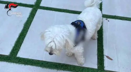 "Tradito dal cagnolino": così è stato catturato il boss Cacciapuoti