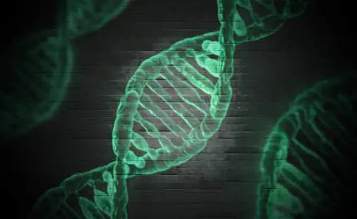 Dna, per la prima volta ecco la sequenza completa del cromosoma Y