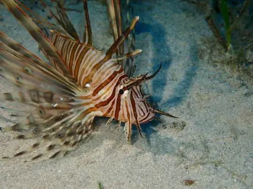  Pterois miles. Credits: Amedeo Iannuzzi