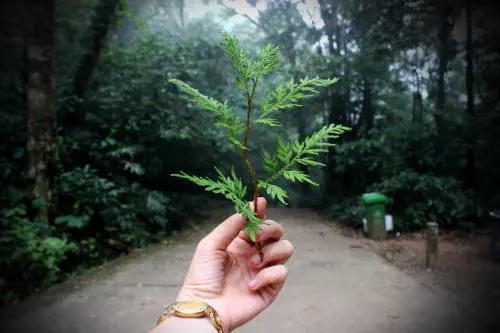 L'apocalisse può attendere: come la paura ha reso il «green» una fede globale