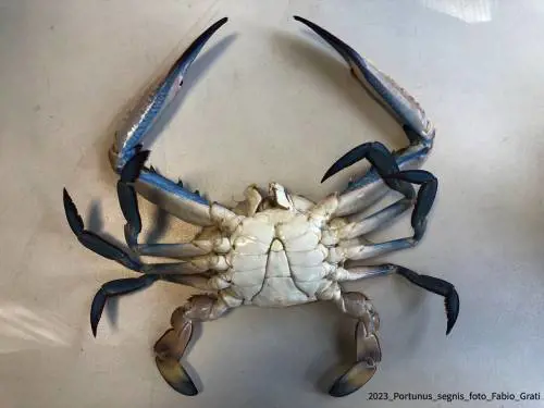 Non solo granchio blu, l'Italia è invasa da specie aliene: l'allarme di Coldiretti
