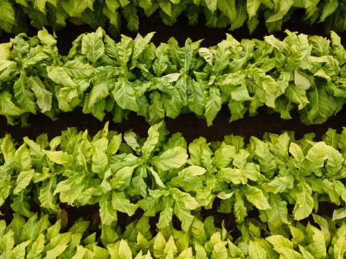 BeLeaf: Be The Future: al via la terza edizione della call for innovation di Philip Morris Italia