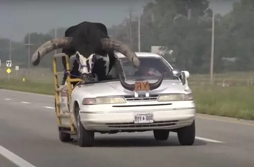 Un toro al posto del passeggero. Ma la polizia Usa "grazia" il guidatore 