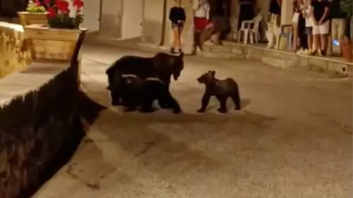 Cosa non dicono sull'orso, scandalo Var e l'Italbasket: quindi, oggi...