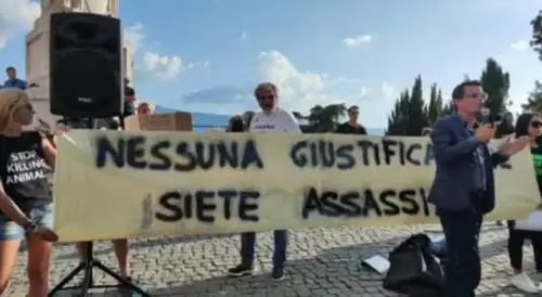 "Ecco chi ha ucciso la capretta". Il sit-in ad Anagni sfocia in gogna mediatica 