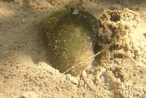 Altra specie aliena nelle nostre acque, l'invasione della Sinotaia quadrata