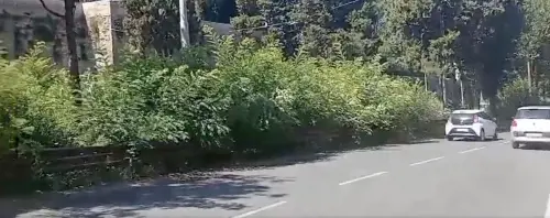 Allarme ailanto a Roma: perché la pianta cinese è pericolosa per chi guida