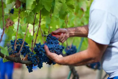Vino, tra peronospora e clima: come sarà la vendemmia 2023
