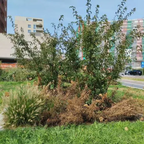 Arido e non curato: ecco com'è il parco di Milano dedicato alle donne