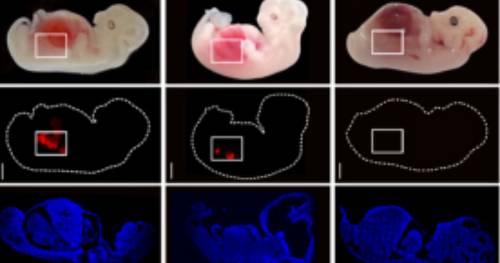 Sviluppo ecografico del rene formato da embrioni-chimera creati da cellule umane e suine, impiantato su madre surrogata suina