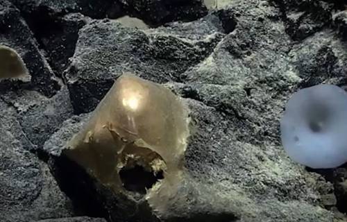 Quel misterioso "uovo d'oro" trovato sui fondali dell'Alaska