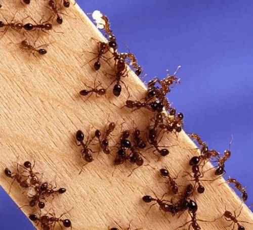 Allarme "formica di fuoco" in Italia, 88 nidi trovati in Sicilia