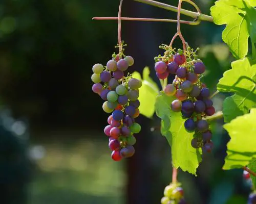 Previsioni vendemmia 2023: produzione a -12% sul 2022