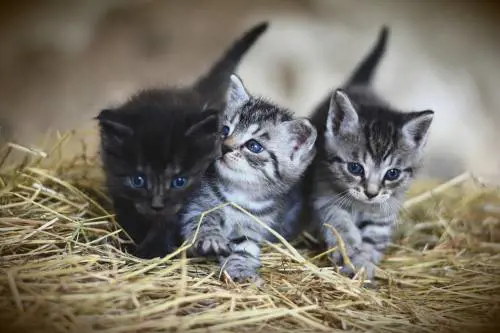Sai cosa vuole dirti il tuo gatto? Ecco il linguaggio segreto in 276 espressioni
