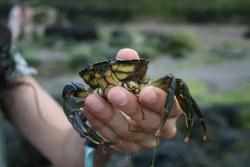 Guerra tra granchi blu, il cibo non basta e diventano cannibali