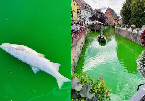 Gli ecovandali versano la vernice in acqua e i pesci muoiono: la rabbia del sindaco