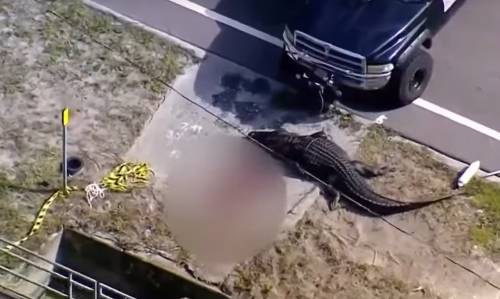 Coccodrillo azzanna un uomo e trascina il suo cadavere: orrore in Florida