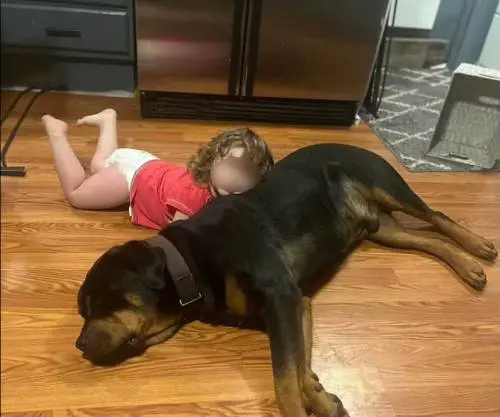 Bimba di due anni scomparsa nei boschi, salvata dai cani di famiglia