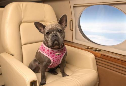 Voli aerei, poltrona per cani in prima classe. L