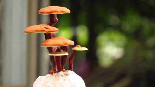 Reishi: proprietà e benefici del fungo miracoloso