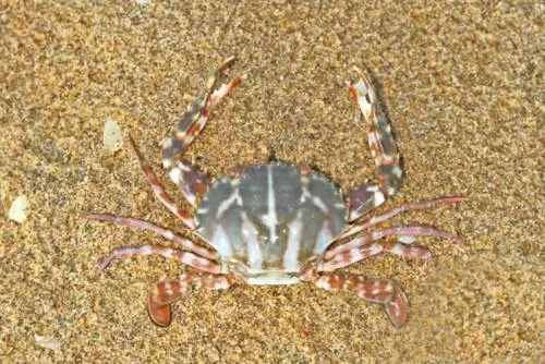 Immagine da Wikipedia