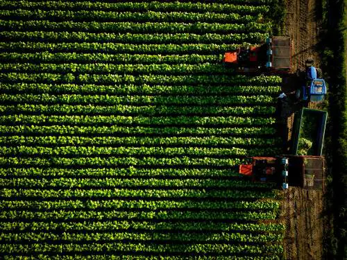 Filiera del tabacco, così la Ue può tradire l'Italia