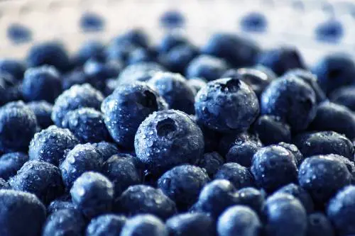 Tutti i benefici dei mirtilli: ecco perché introdurli nella nostra alimentazione