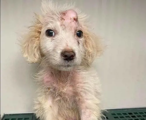 Orrore a Salerno, cucciolo di cane lanciato da un'auto in corsa: la rabbia sul web