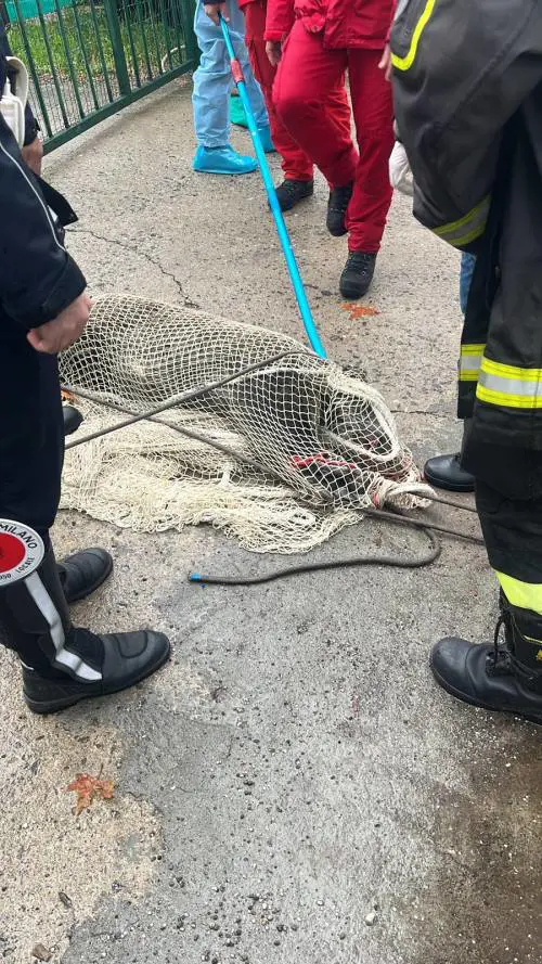 Milano, cinghiale in darsena: le immagini della cattura