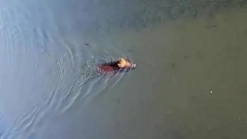 Milano, cinghiale fa il bagno in Darsena: "arrestato" dalla polizia