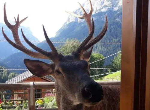 Ammazzato Bambotto, il cervo del paese