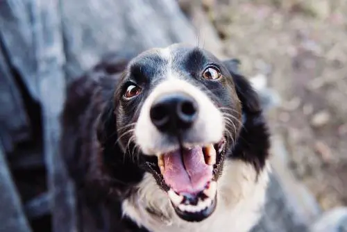 Colf morsa dal cane chiede risarcimento. Dieci anni dopo il processo è da rifare