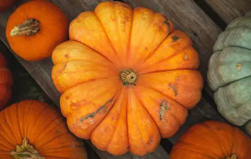 Over 60 e zucca, quali sono le sue proprietà e i benefici per la salute