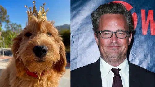 Giallo sul cane di Matthew Perry: ecco chi si occuperà di "Alfred"