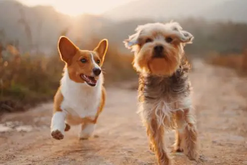 Dal cibo per cani al "green". Il nuovo mondo degli animali