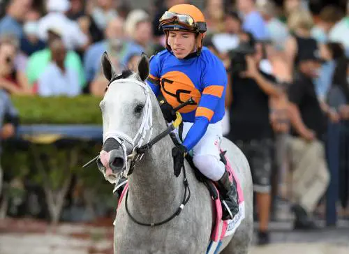 White Abarrio (fonte: thoroughbreddailynews.com)
