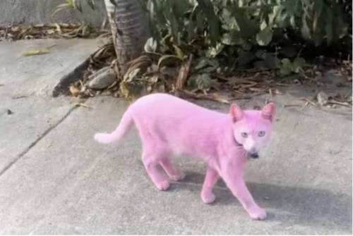 Sconcerto per il gatto trasformato in "Pantera rosa": rabbia sui social