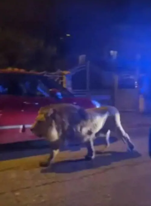 Leone fugge da un circo a Ladispoli