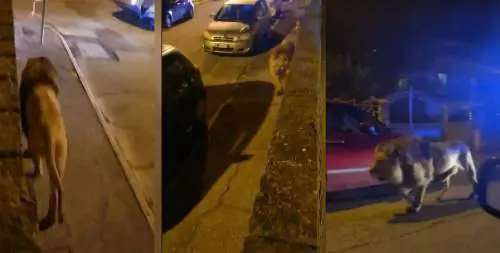 Il circo, la gabbia aperta e i tre uomini: giallo sulla fuga del leone Kimba a Ladispoli
