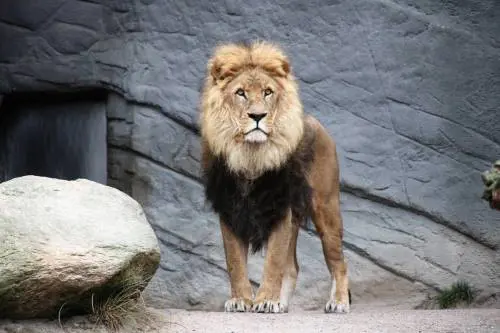 Un leone in gabbia è sempre una crudeltà