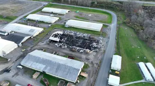 Strage di cavalli a New Yok. Il proprietario dell'ippodromo: "Li ho sentiti scalciare e nitrire"